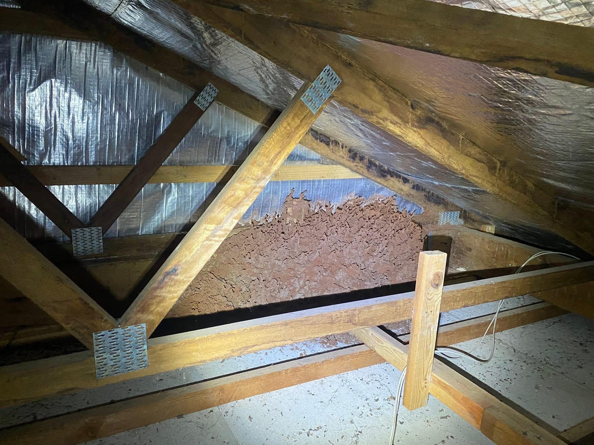 Termite mud trail down a subfloor brick wall
