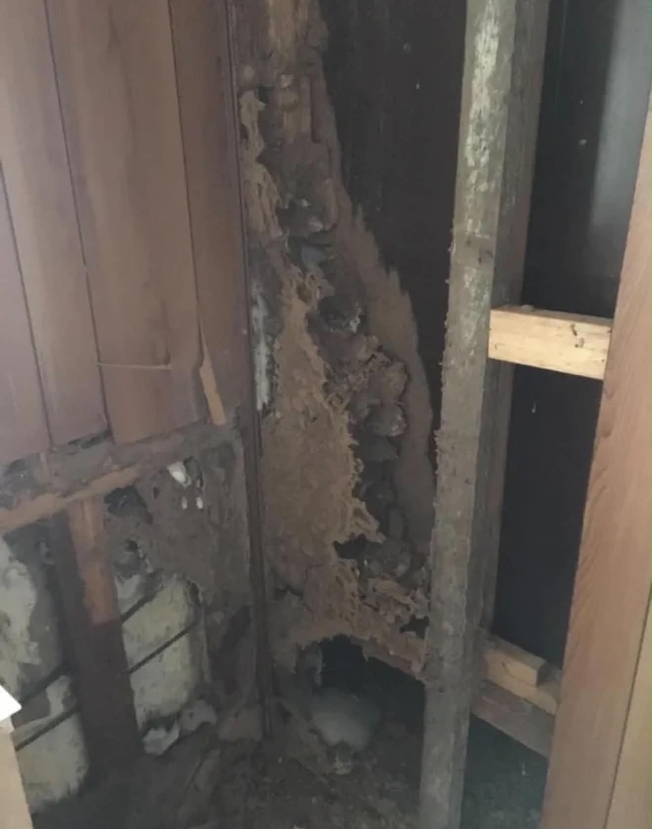 Termite damage through framing timber in a wall corner