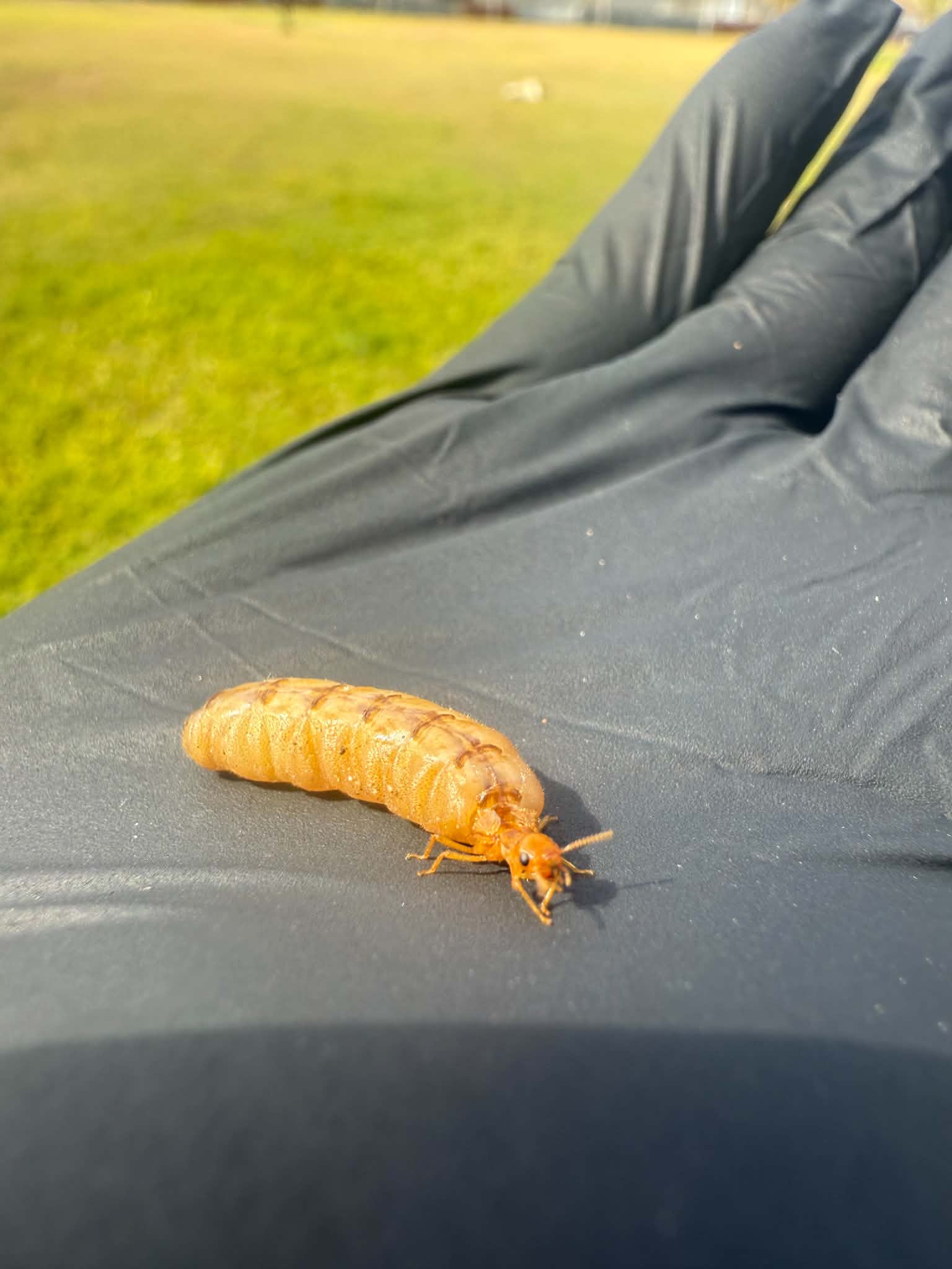 Curl grub found on a property