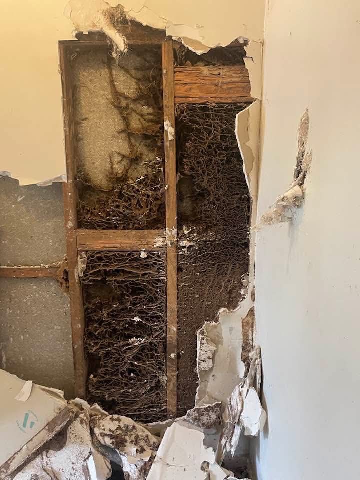 Termite galleries eaten through wall framing timber