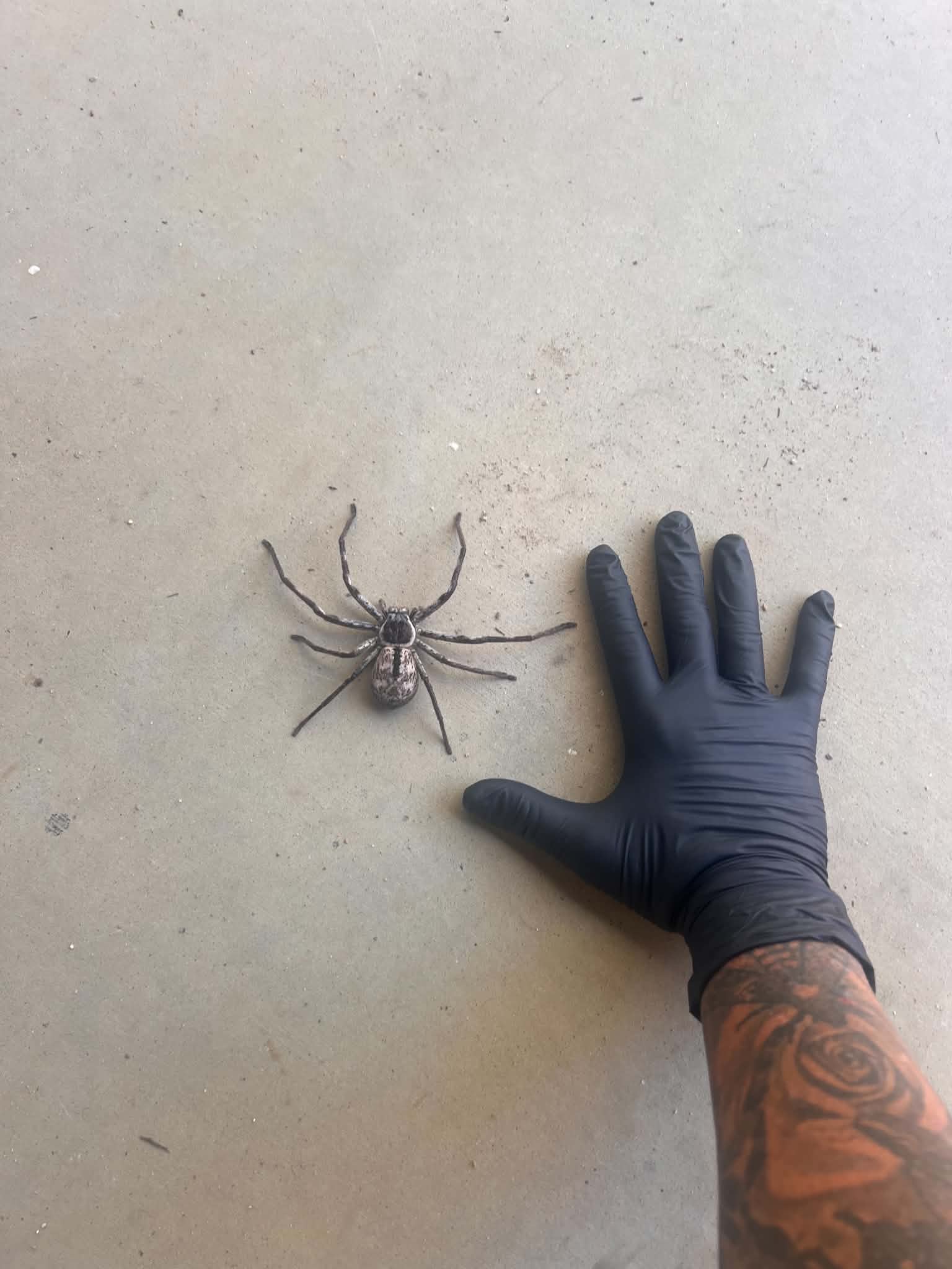 Huntsman spider found during a routine job