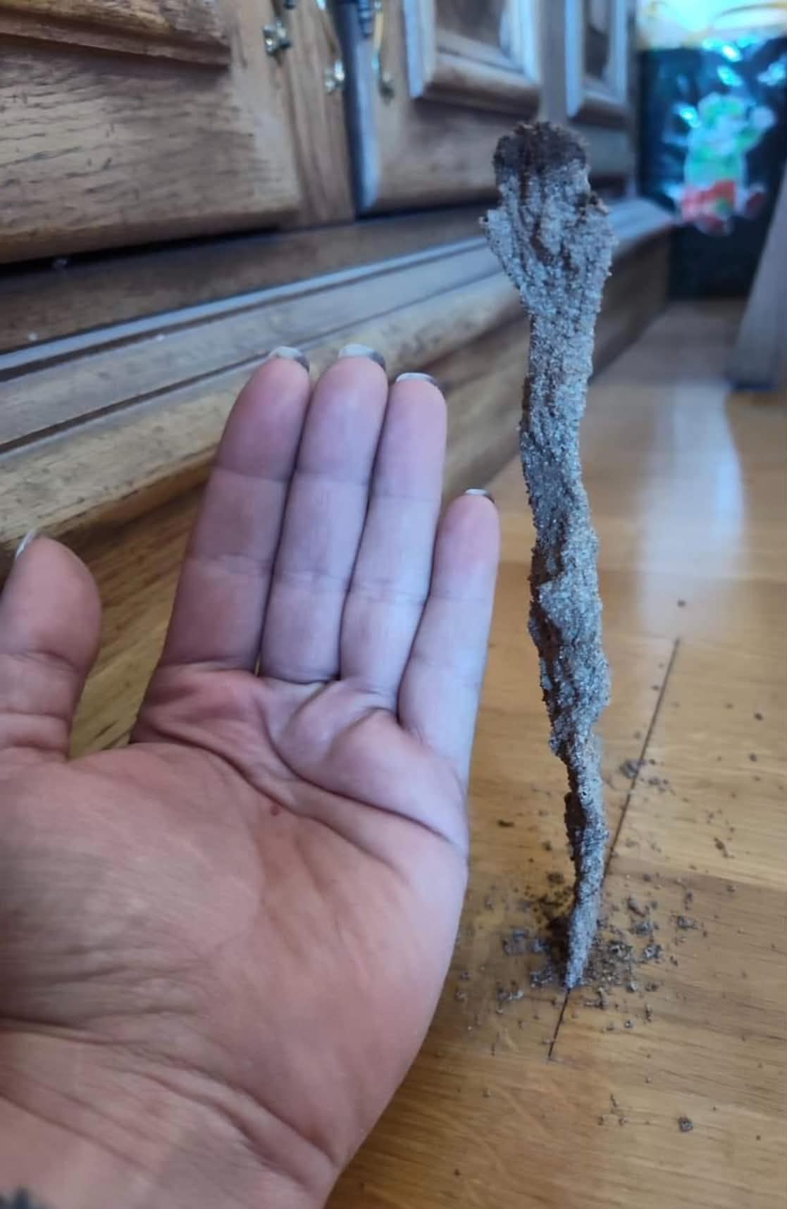 Termite mud tube found beside kitchen cabinetry