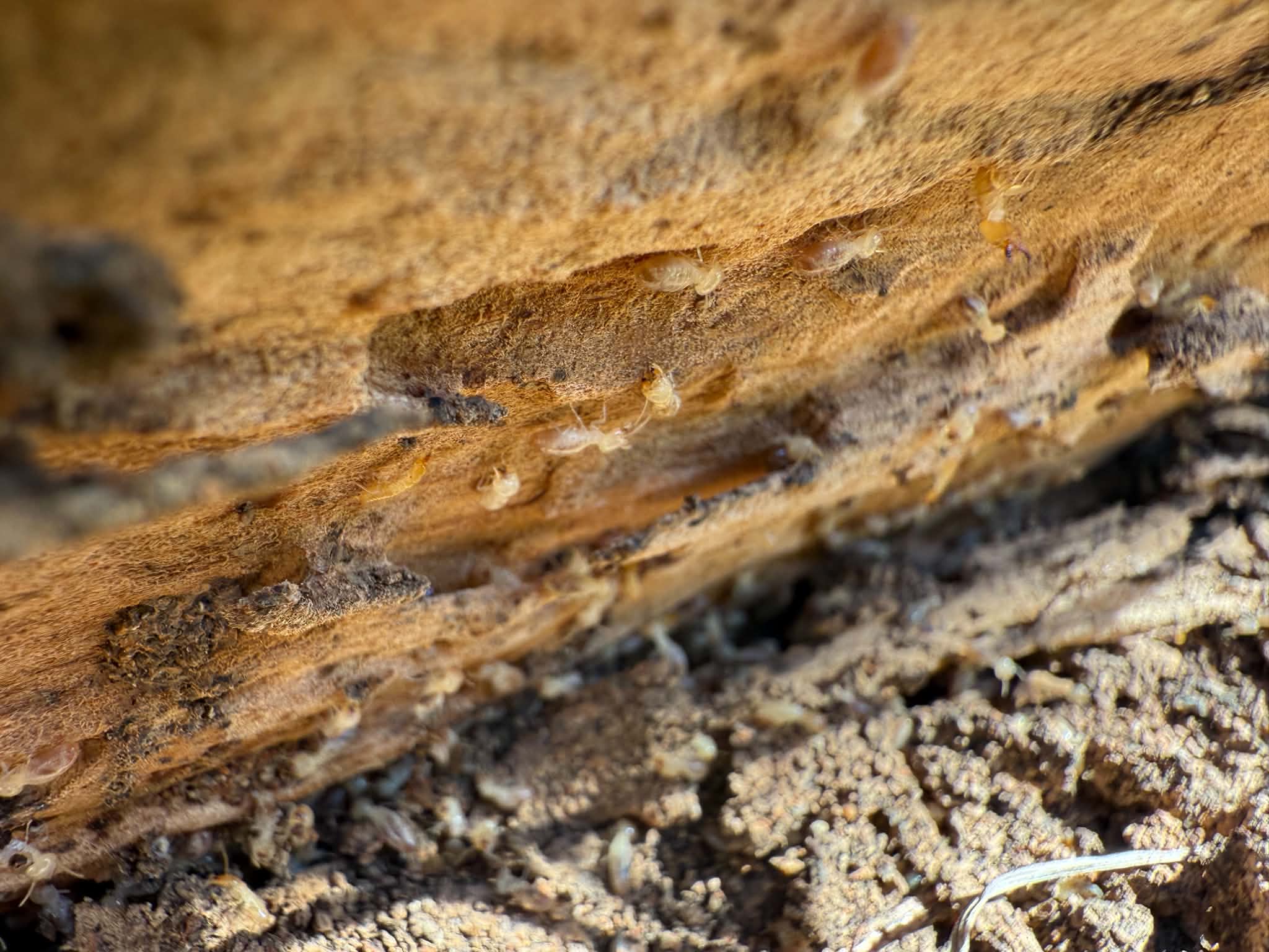 Live termites active in damaged timber