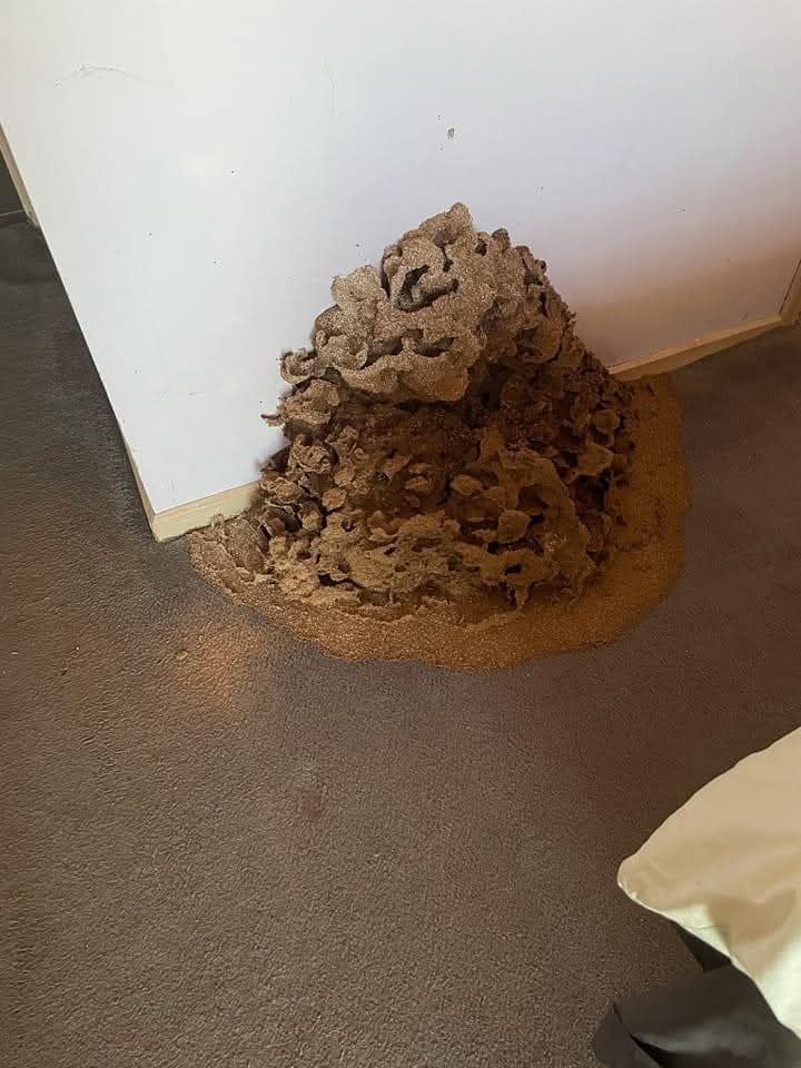Termite mound built up against an internal wall