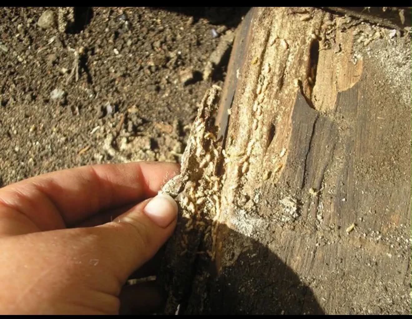 Peeling back termite-damaged timber to inspect activity