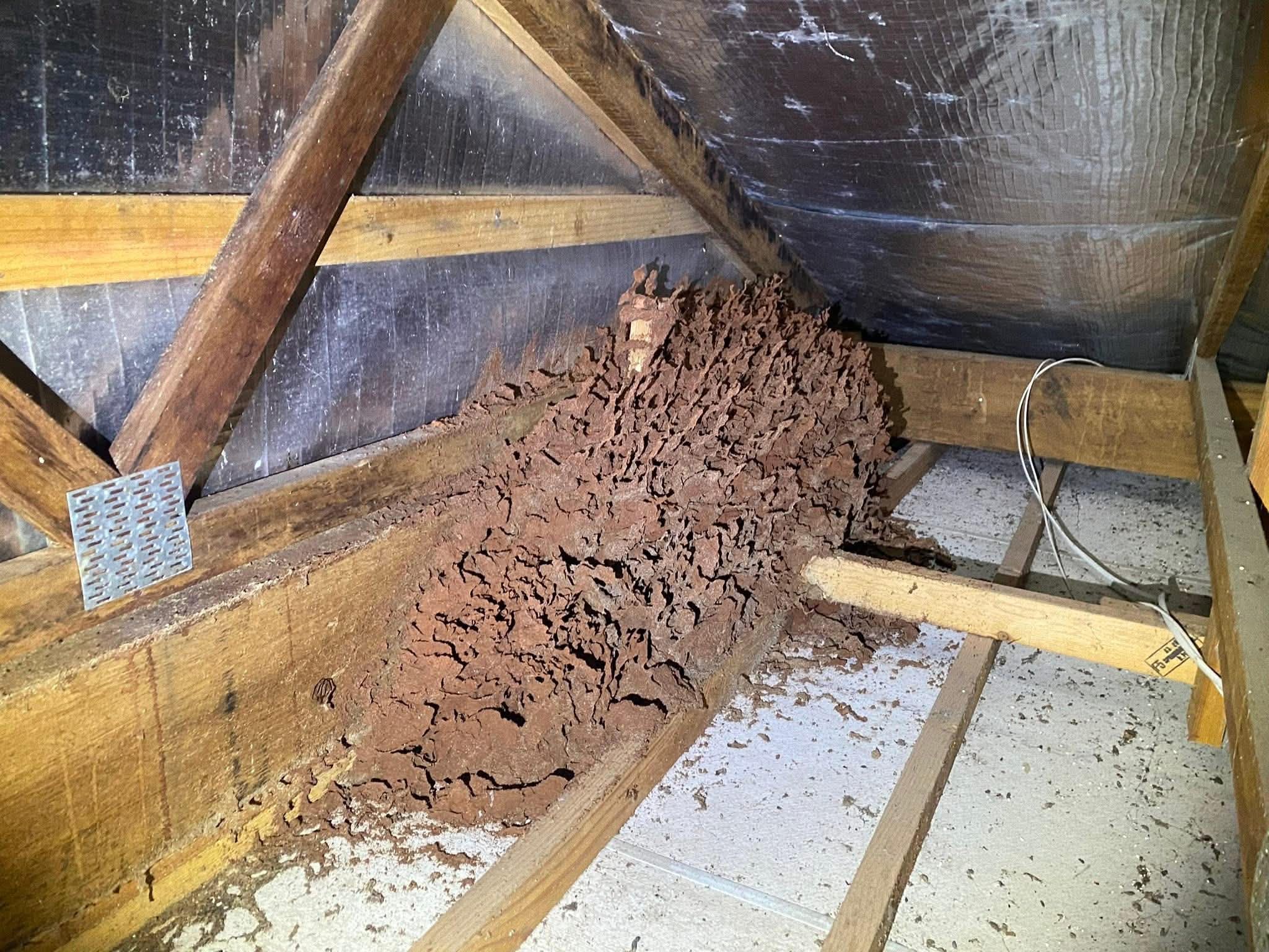 Termite nest built into roof timber
