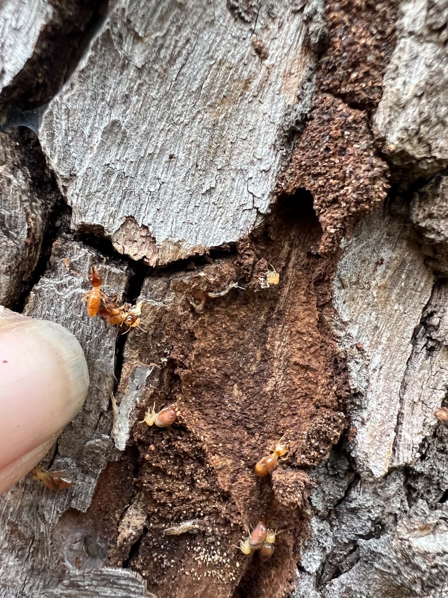 Termite nest built into roof trusses