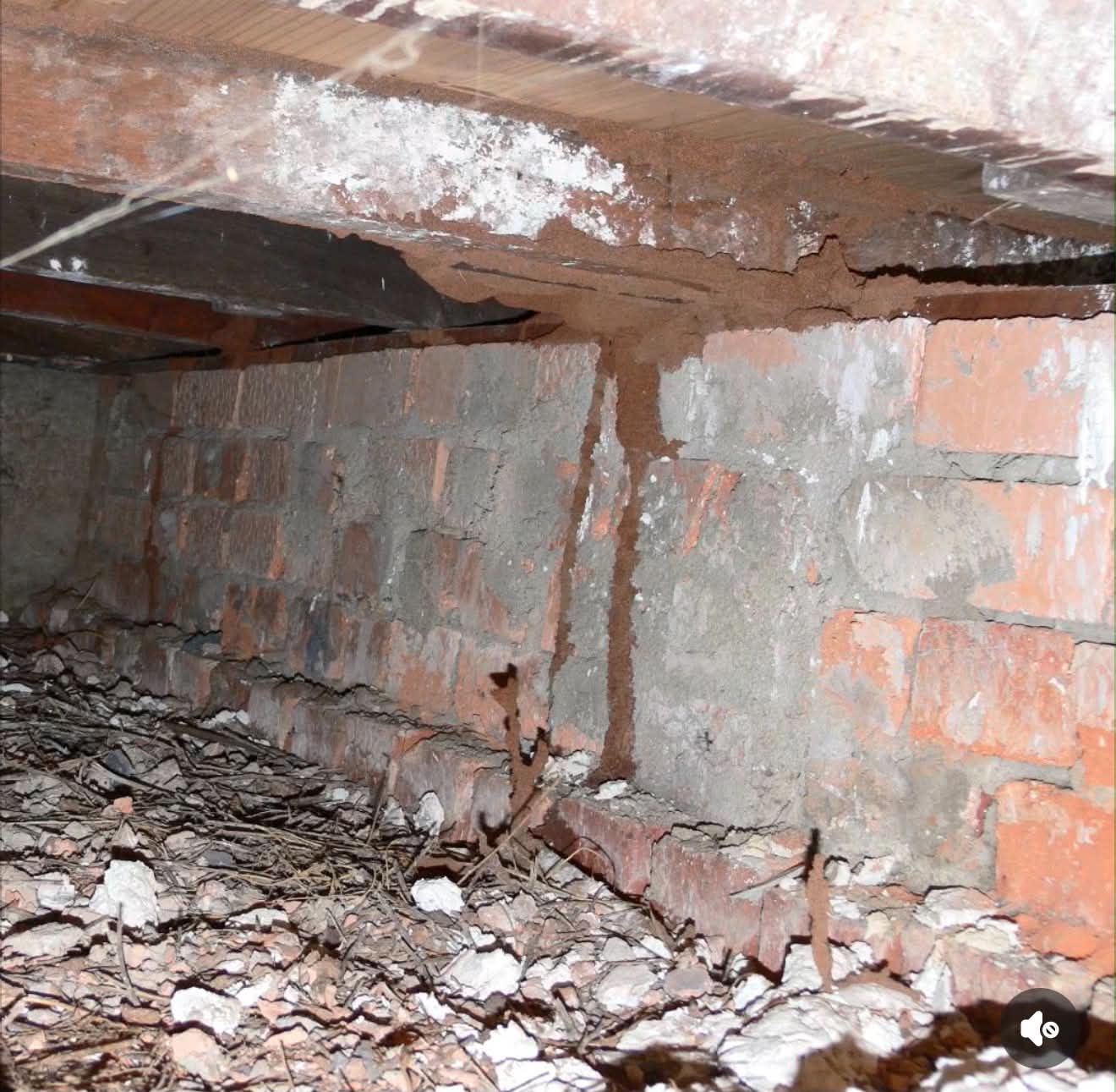 Termites active in timber