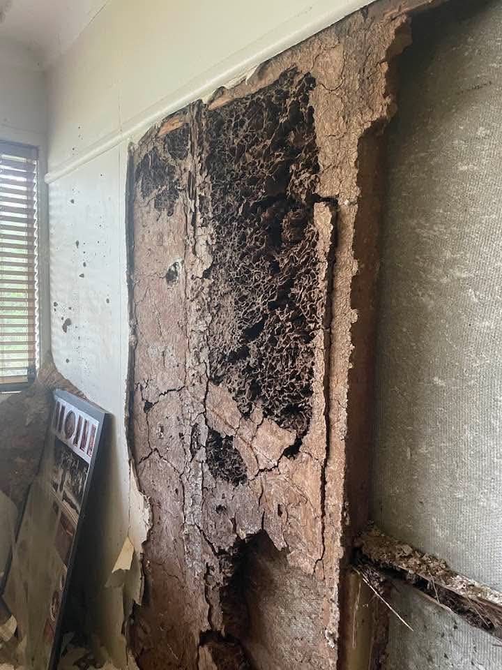 Termite galleries exposed inside a wall cavity