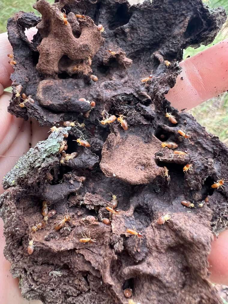 Piece of live termite nest held in hand during a local job