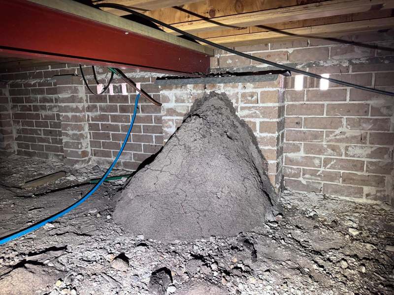 Large termite mound built against a subfloor pier under a house