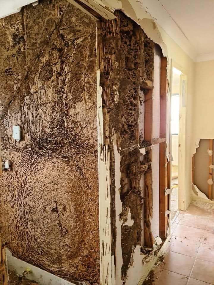 Extensive termite damage through a hallway wall